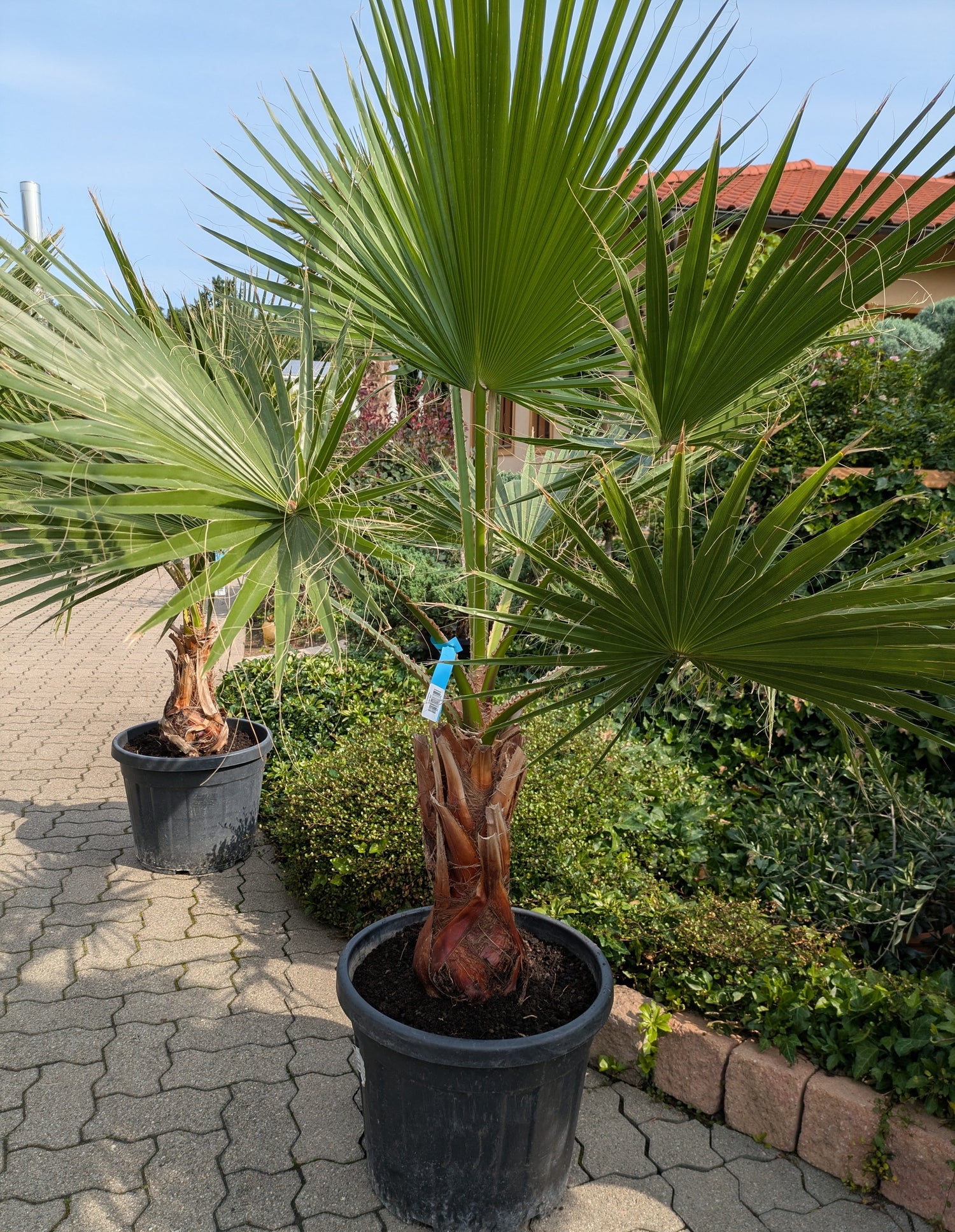 Washingtonia 185cm