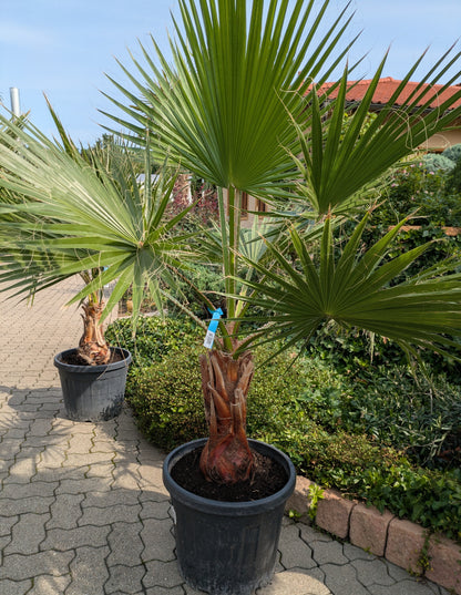 Washingtonia 185cm
