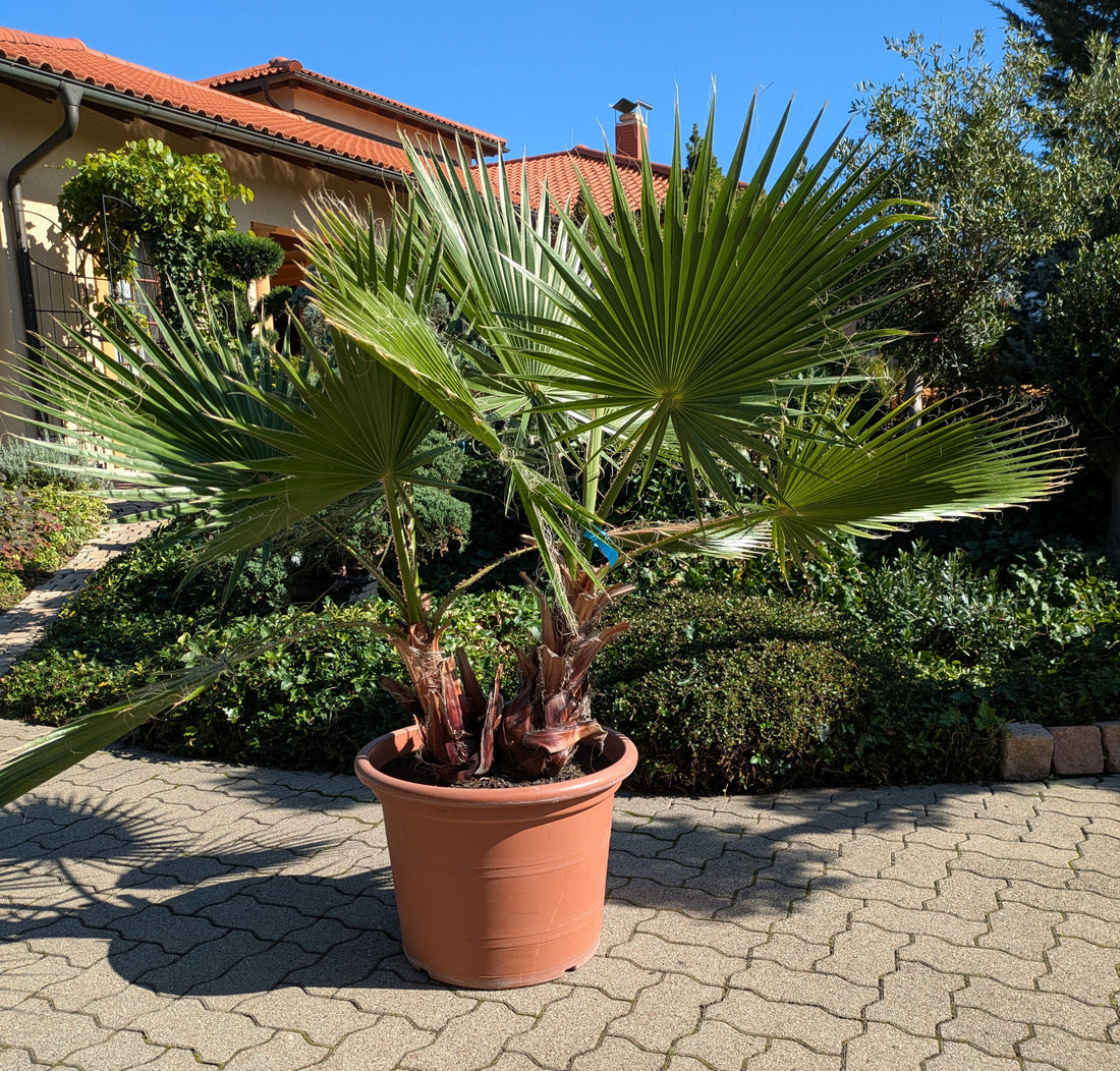 zweistämmige Washingtonia
