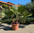 zweistämmige Washingtonia