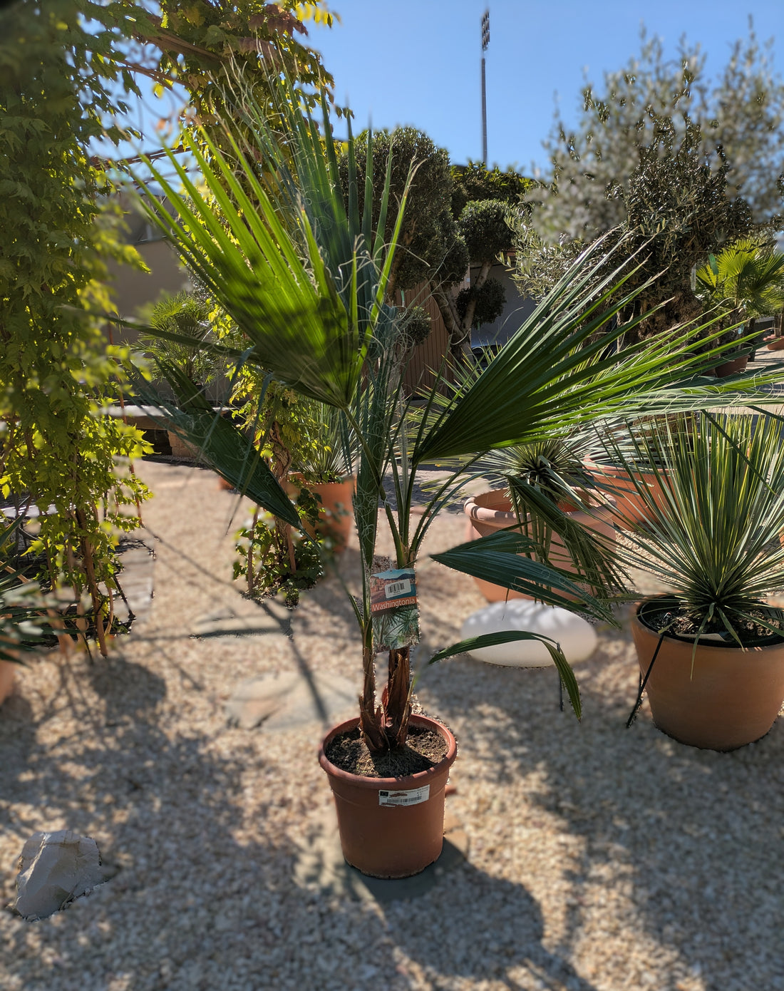 Washingtonia 130cm höhe 