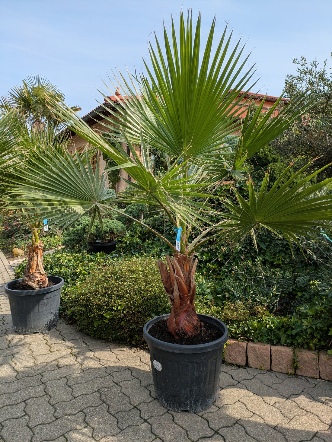 Washingtonia Palme  185cm im Toskanagarten