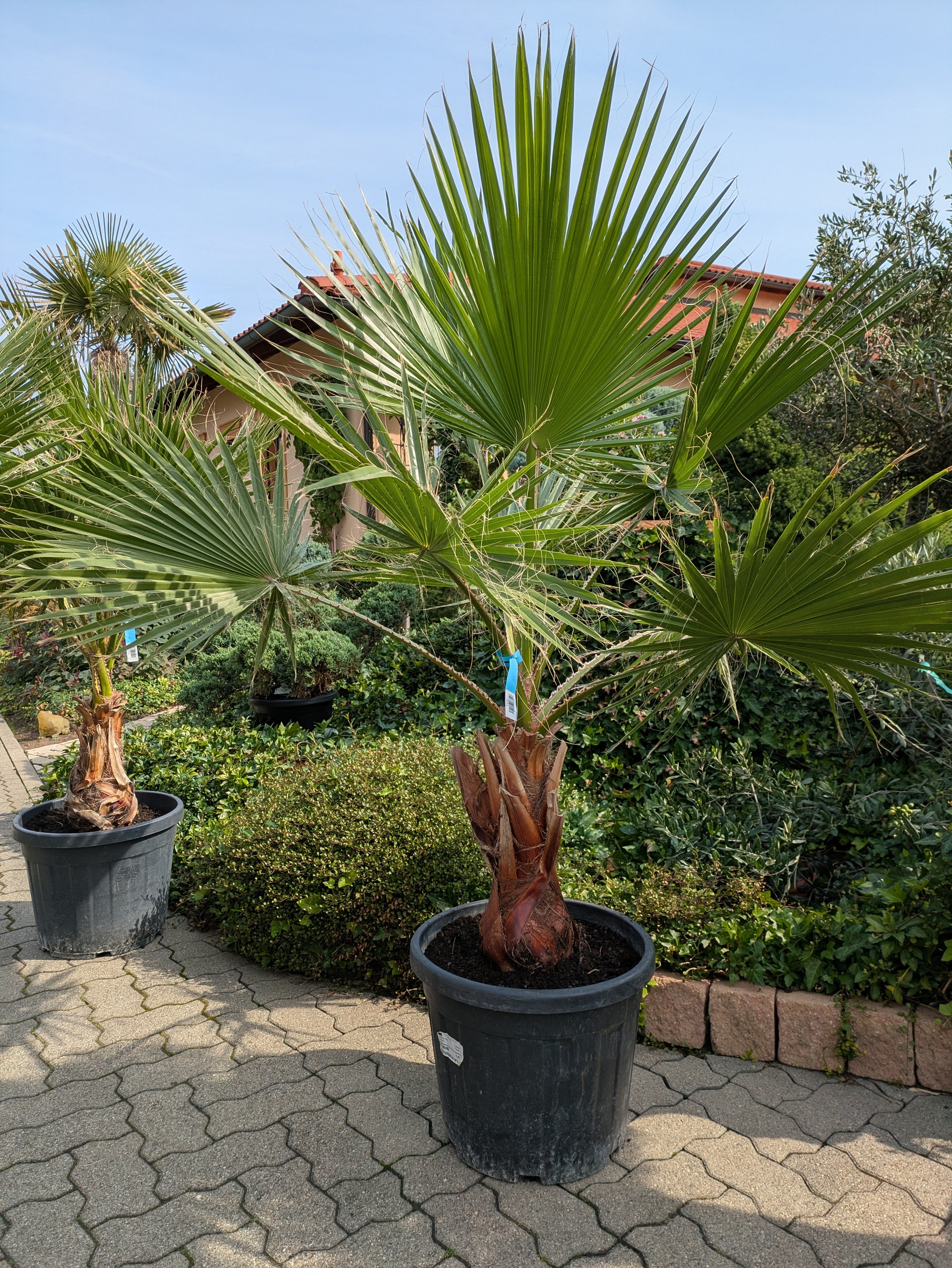 Washingtonia Palme  185cm im Toskanagarten