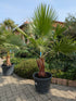 Washingtonia Palme  185cm im Toskanagarten