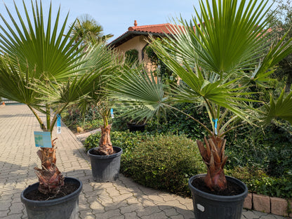 Washingtonia Palmen 185cm