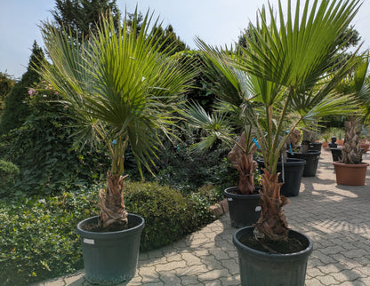 Washingtonia  Fächerpalmen 185cm