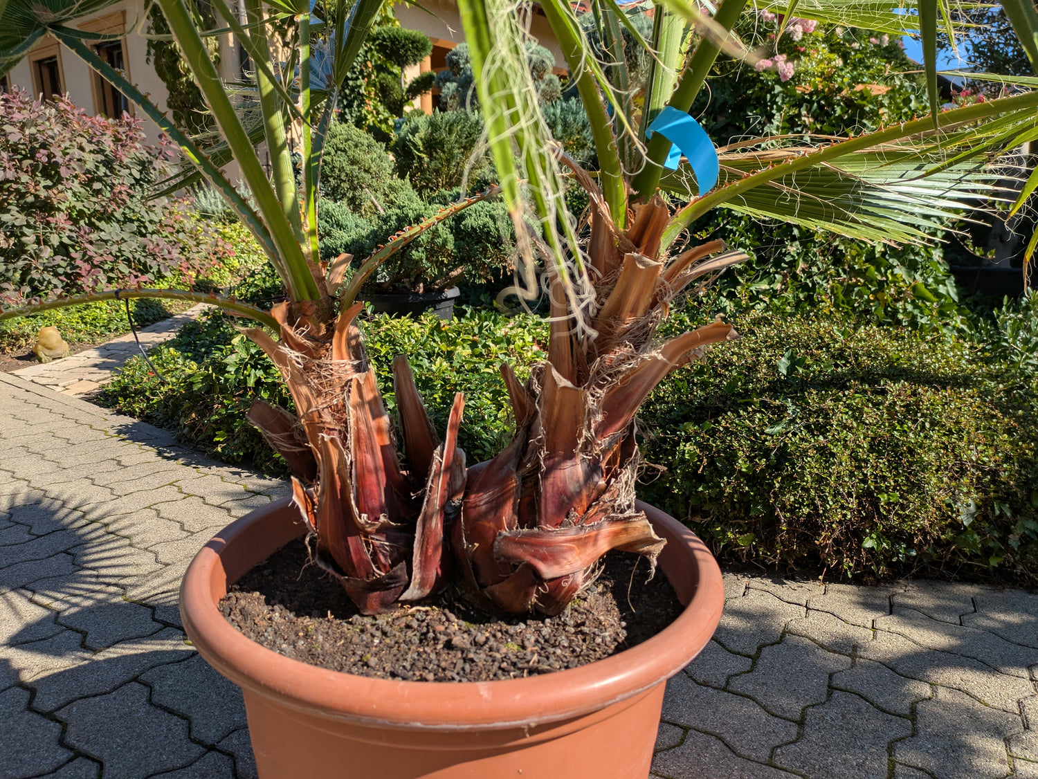 zweistämmige Washingtonia im 55 cm Topf