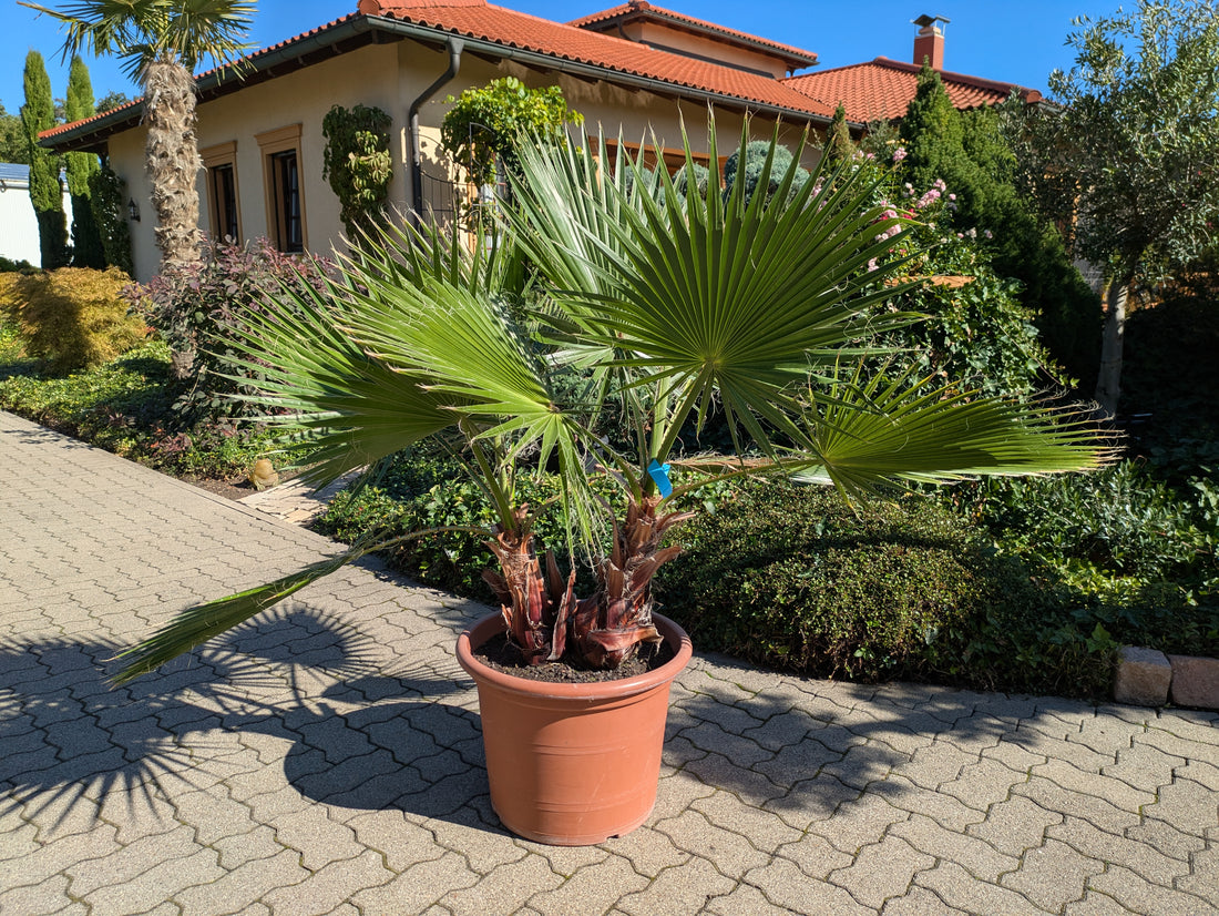 zweistämmige Washingtonia im Toskanagarten vor dem Bürogebäude