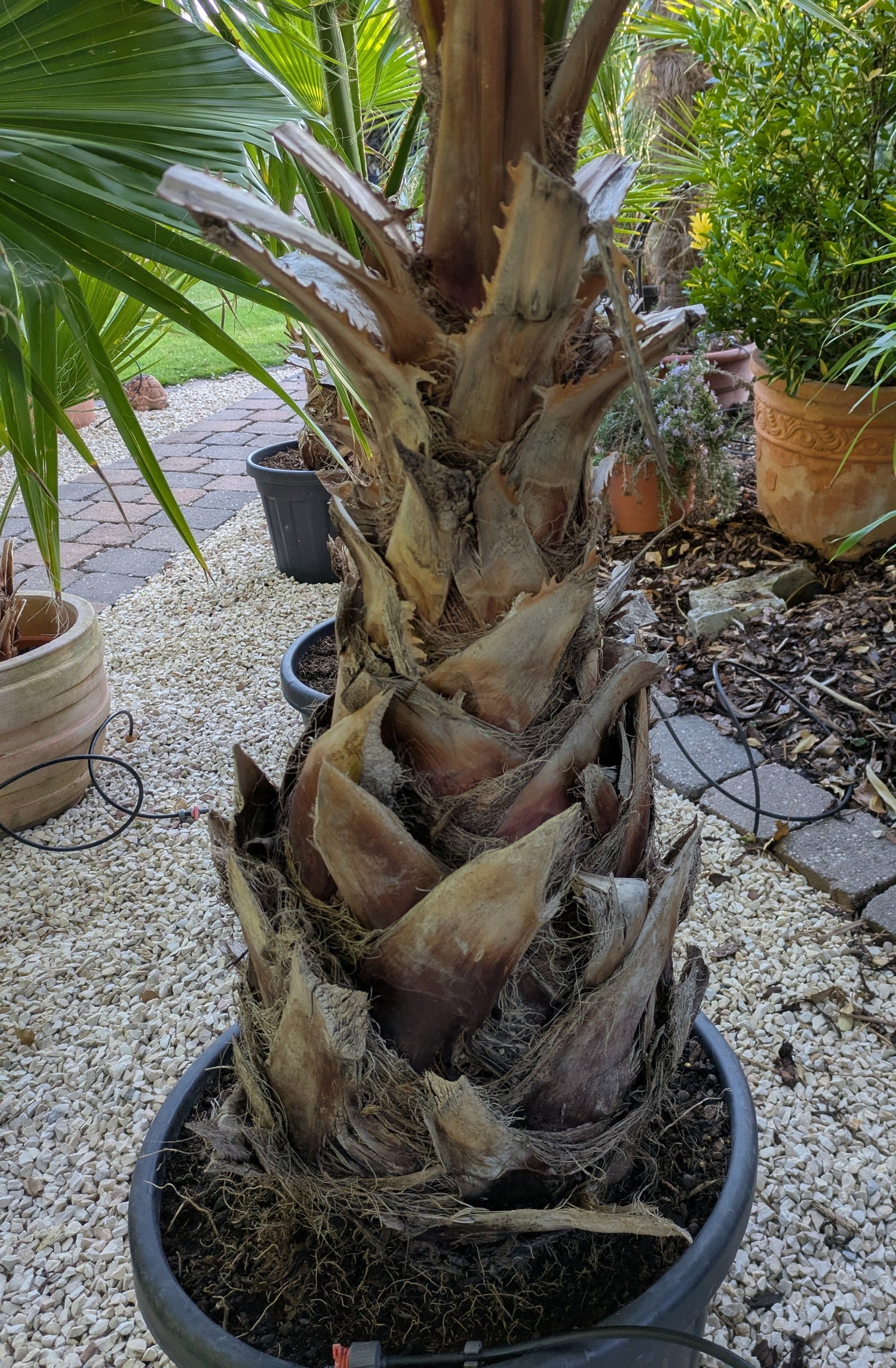 Stamm Washingtonia XXL