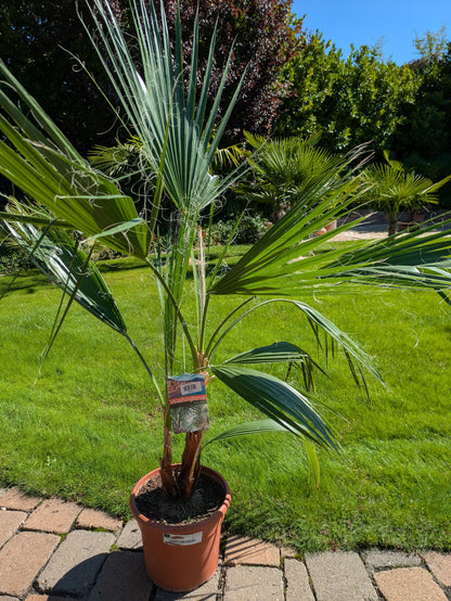 Washingtonia 130cm höhe  im Schaugarten in Lingenfeld