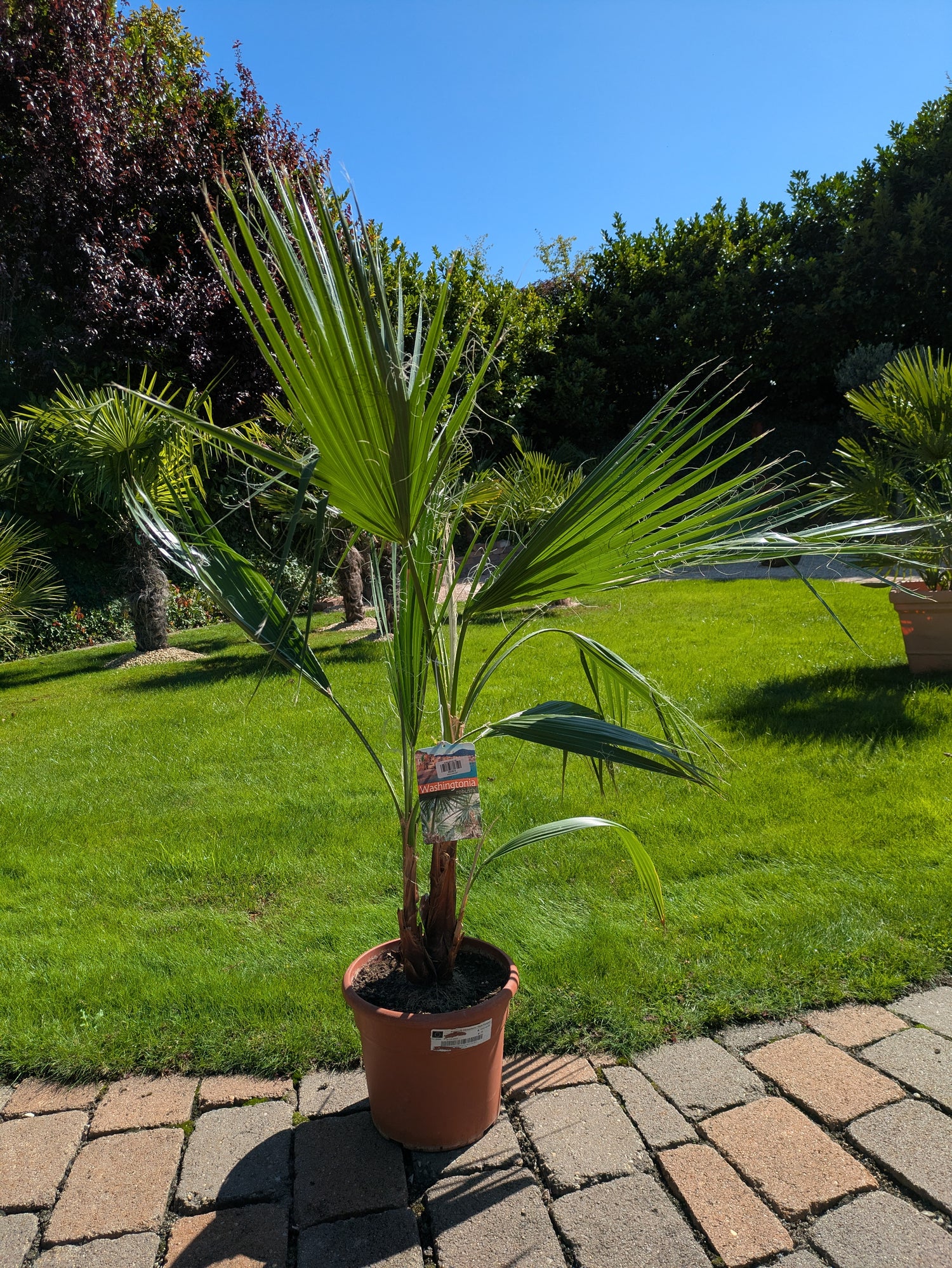 Washingtonia 130cm höhe  im Toskanagarten Lingenfeld