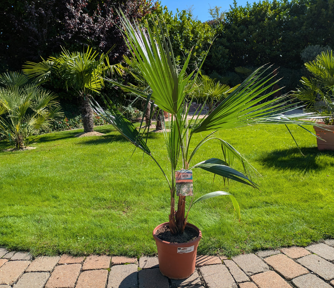 Washingtonia 130cm höhe  im Toskanagarten