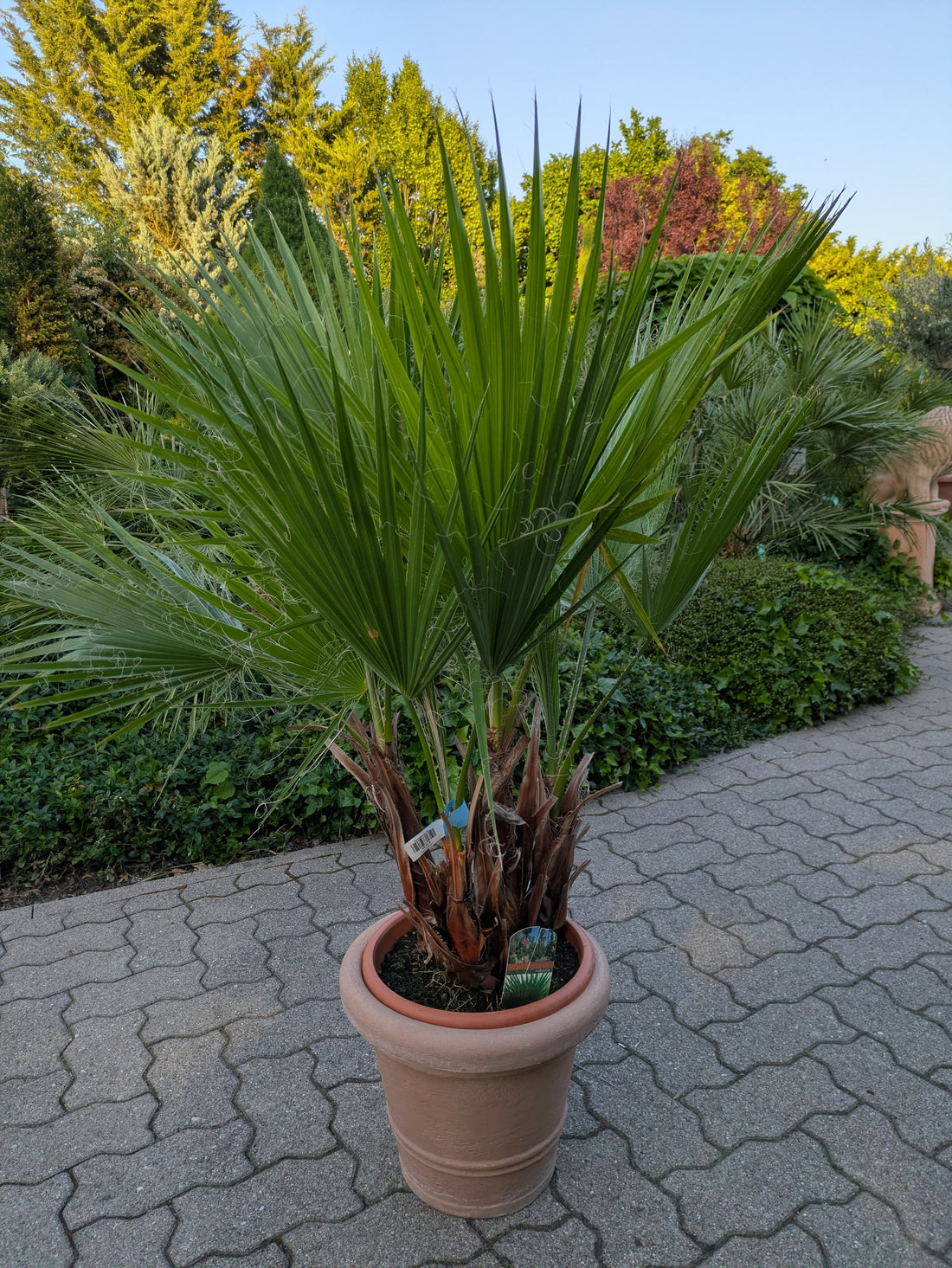 Washingtonia 130 cm im Toskanagarten