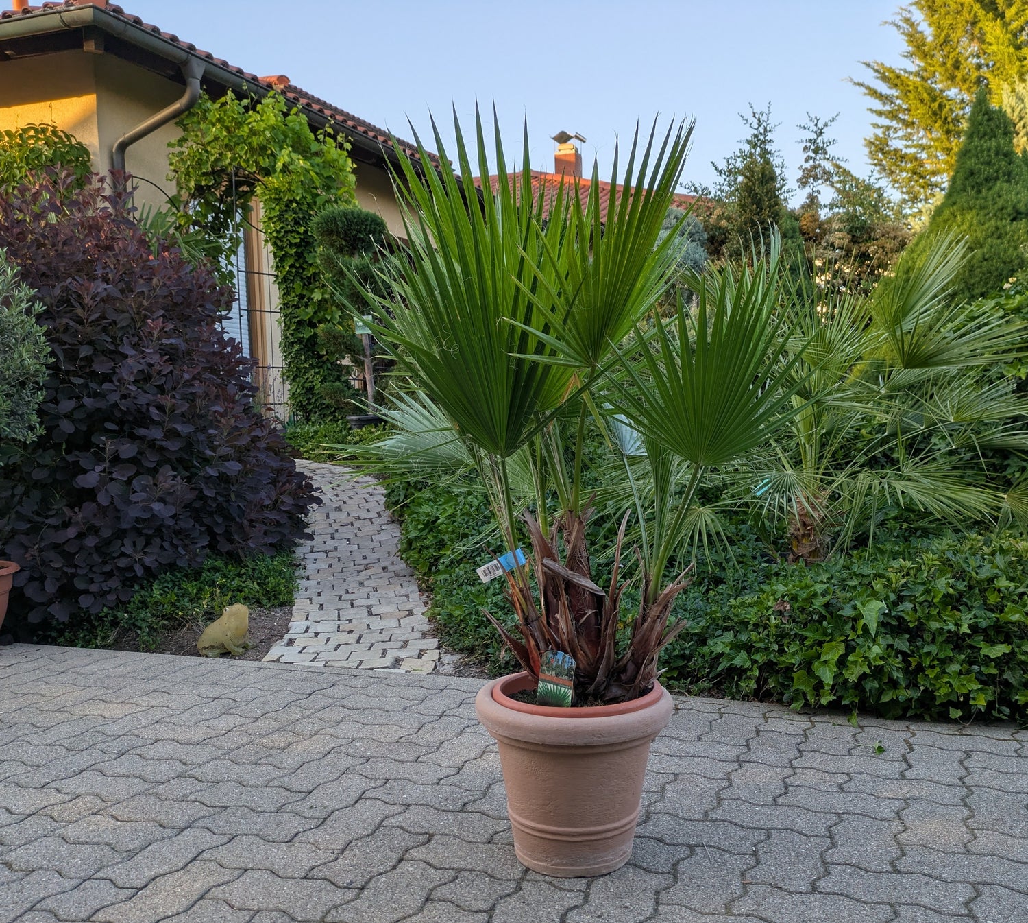 Washingtonia 130 cm