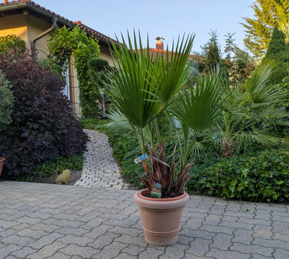 Washingtonia 130 cm