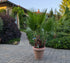 Washingtonia 130 cm