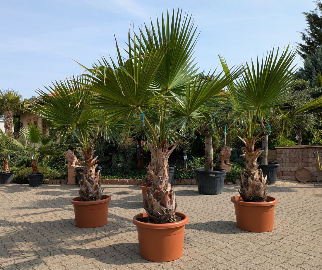 mehrere Washingtonia robusta XXL im Toskanagarten