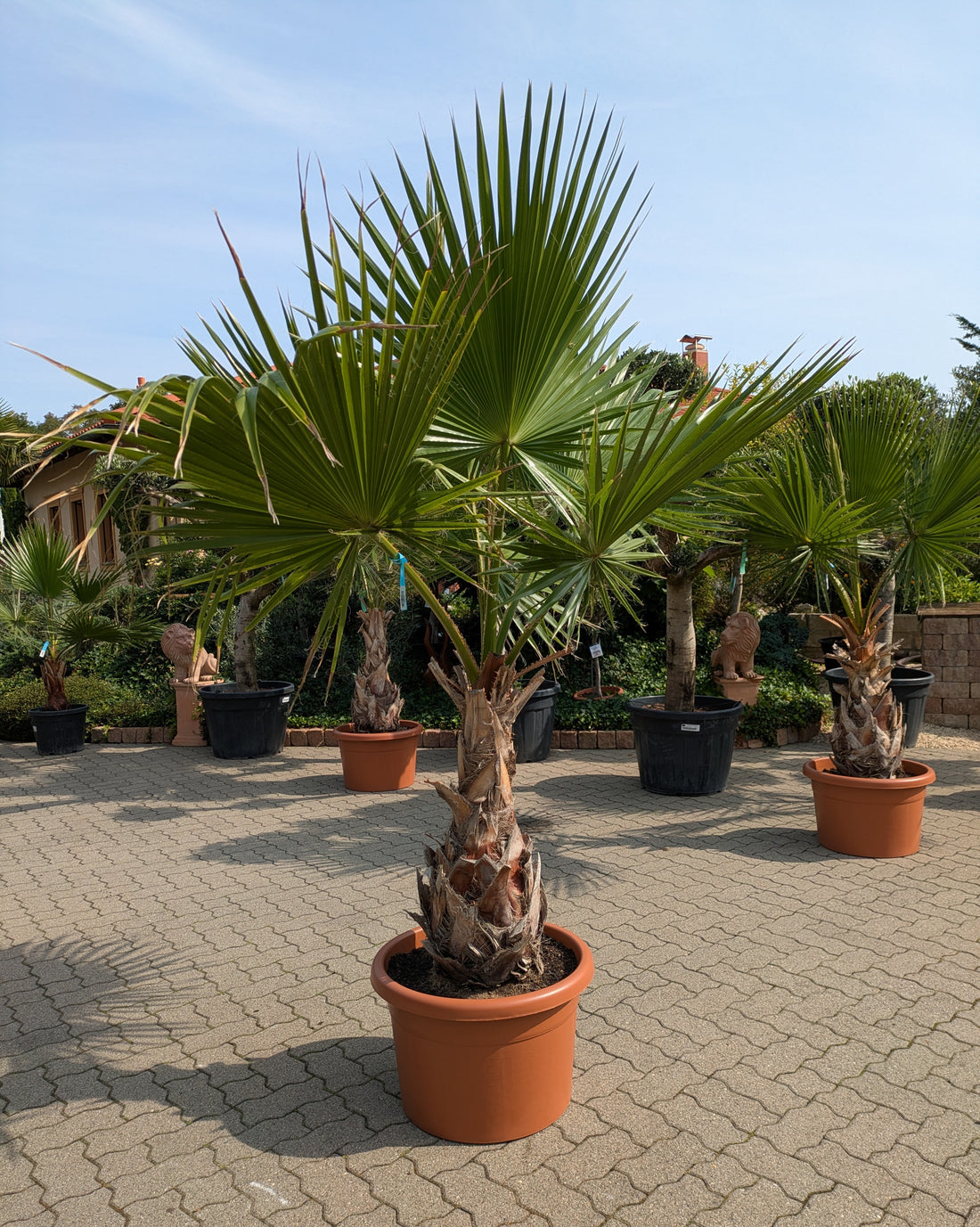 Washingtonia robusta XXL im Toskanagarten