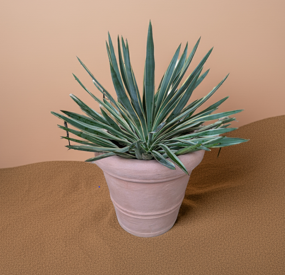 Yucca variegata im Übertopf