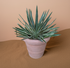 Yucca variegata im Übertopf