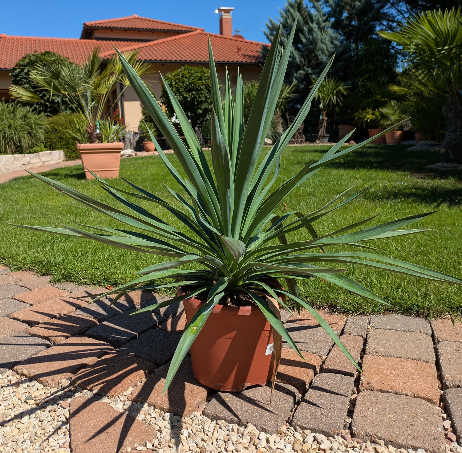 Yucca gloriosa im Toskanagarten Schaugarten