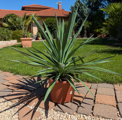 Yucca gloriosa im Toskanagarten Schaugarten