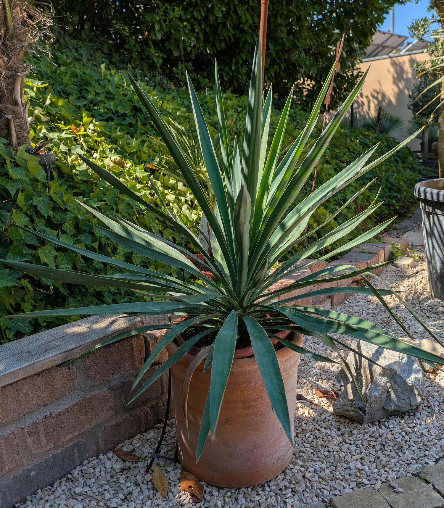 Yucca gloriosa im Toskanagarten Lingenfeld