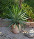 Yucca gloriosa im Toskanagarten