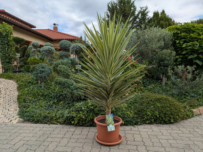 yucca jewel Phantastiko Toskanagarten Lingenfeld