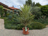 yucca jewel Phantastiko Toskanagarten Lingenfeld