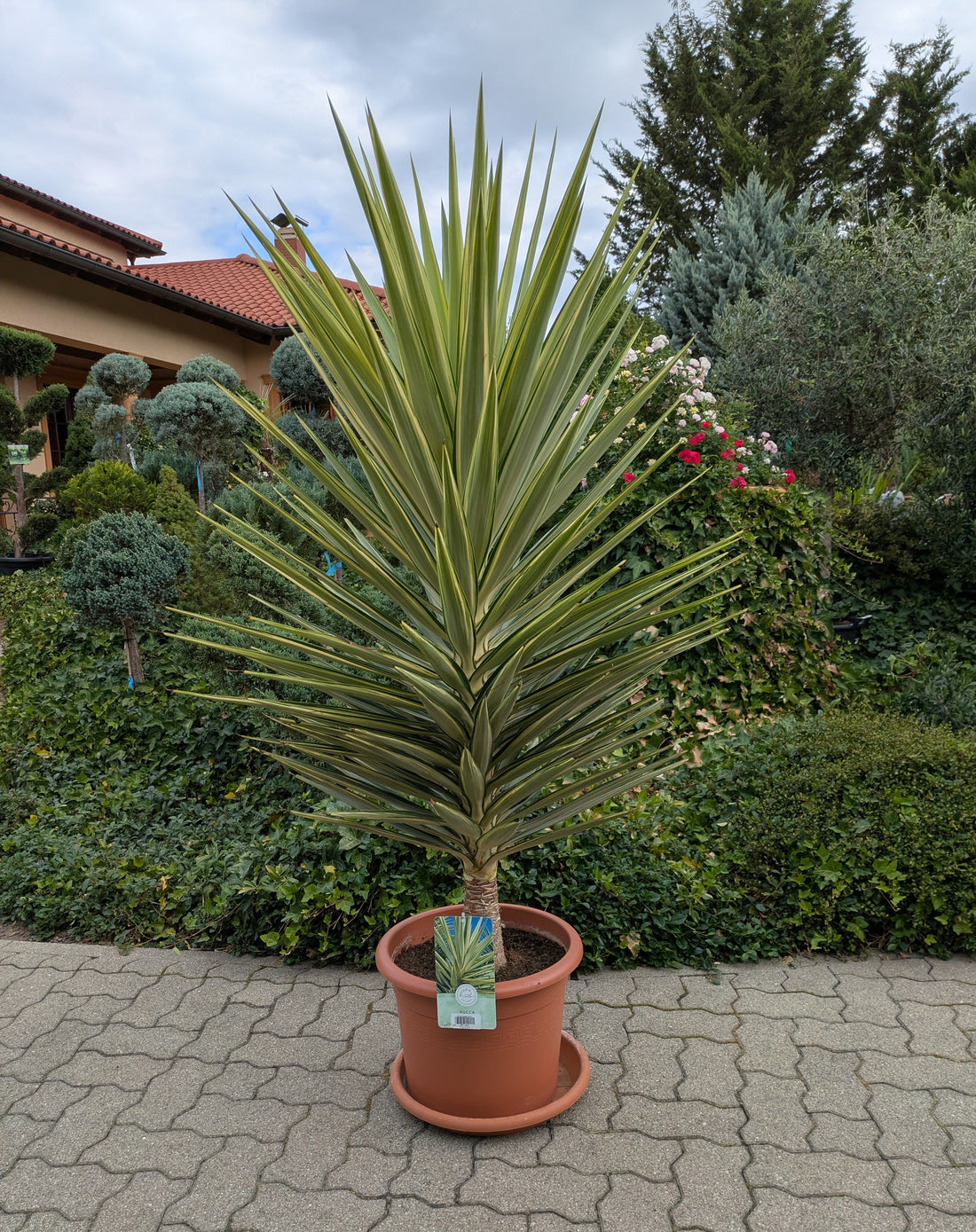 yucca jewel Phantastiko im Toskanagarten Lingenfeld