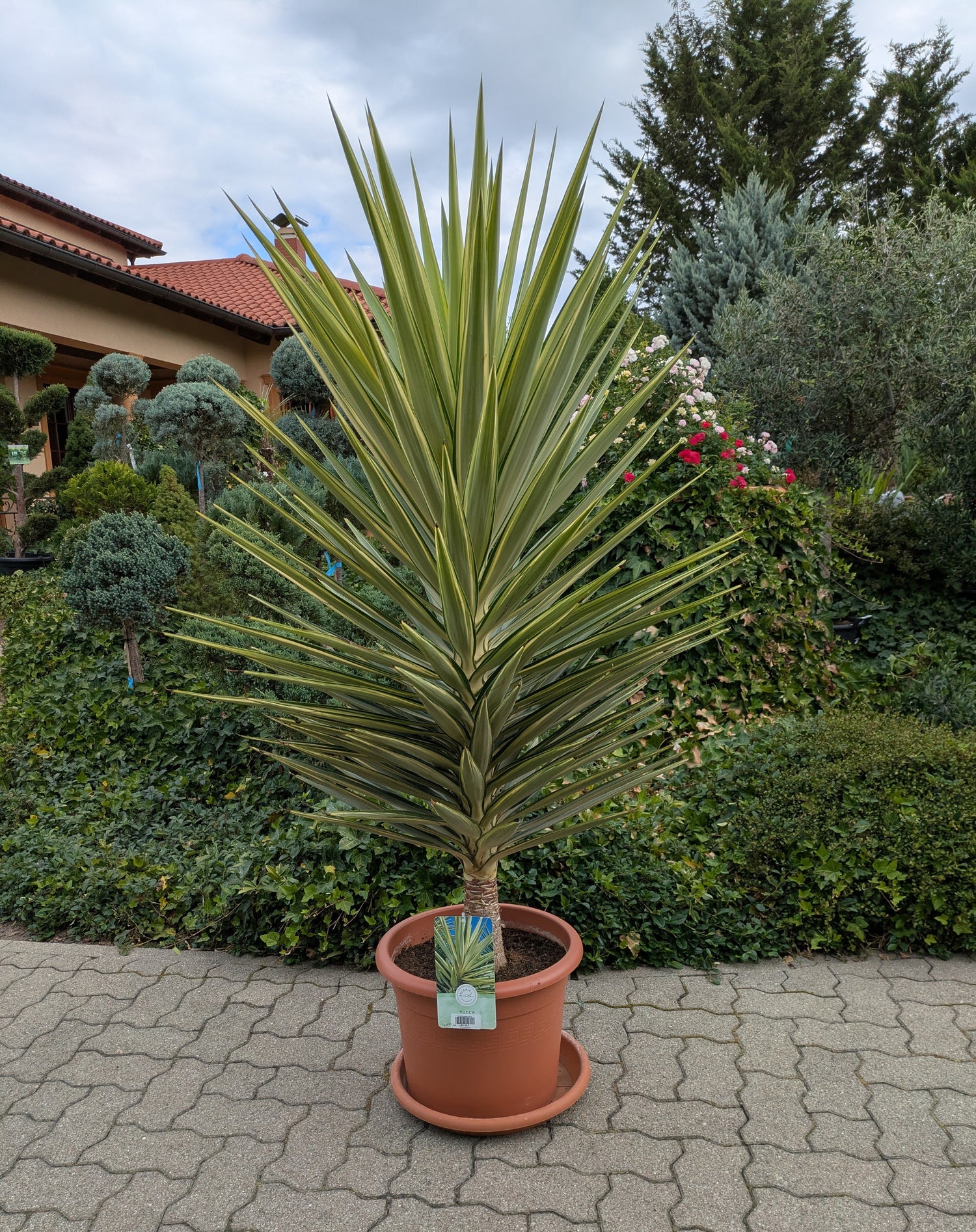 yucca jewel Phantastiko im Toskanagarten Lingenfeld