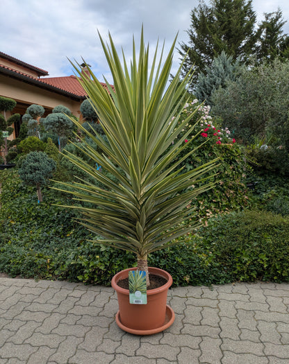 yucca jewel Phantastiko im Toskanagarten Lingenfeld