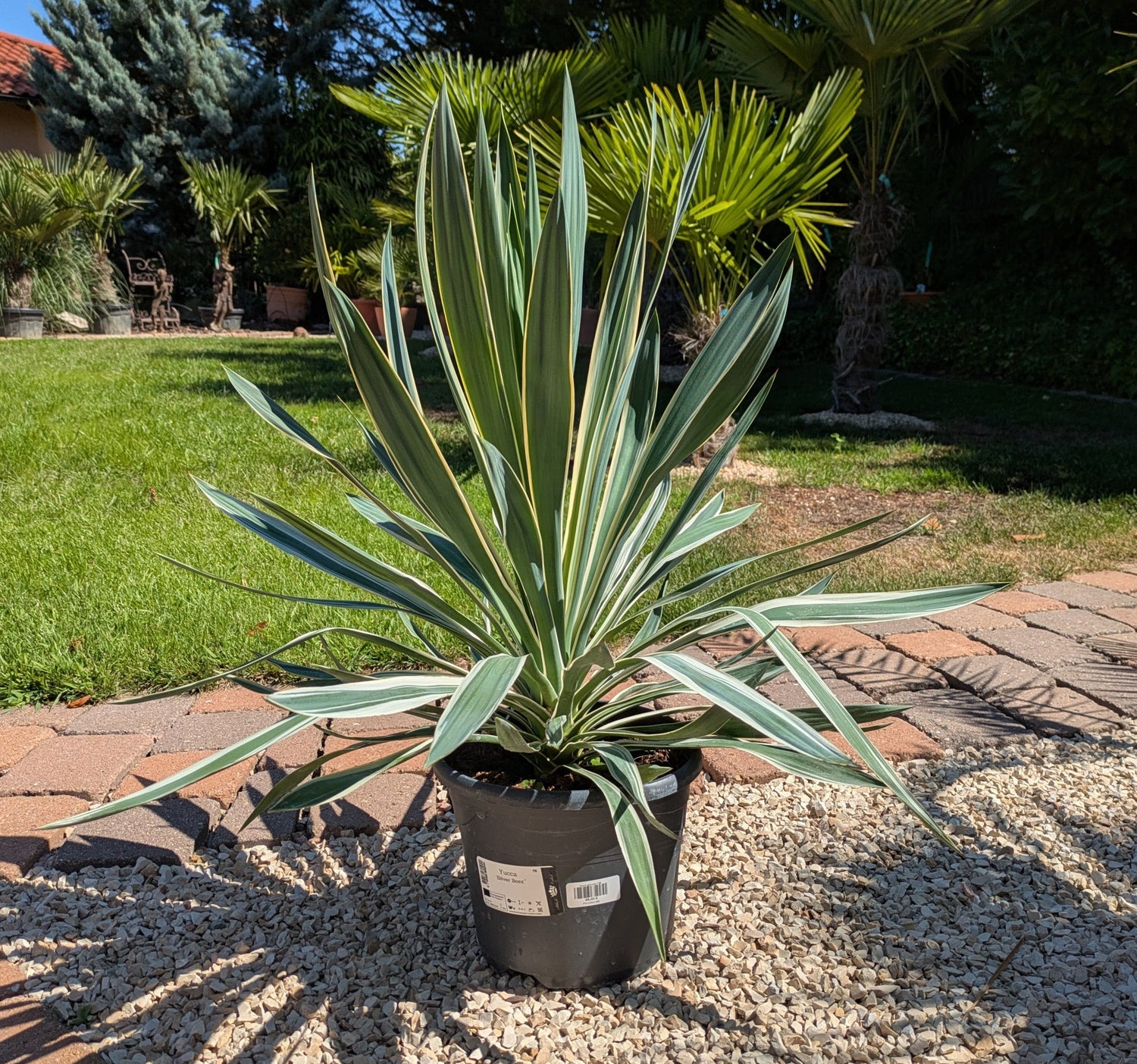 Yucca Silverbont im Toskanagarten
