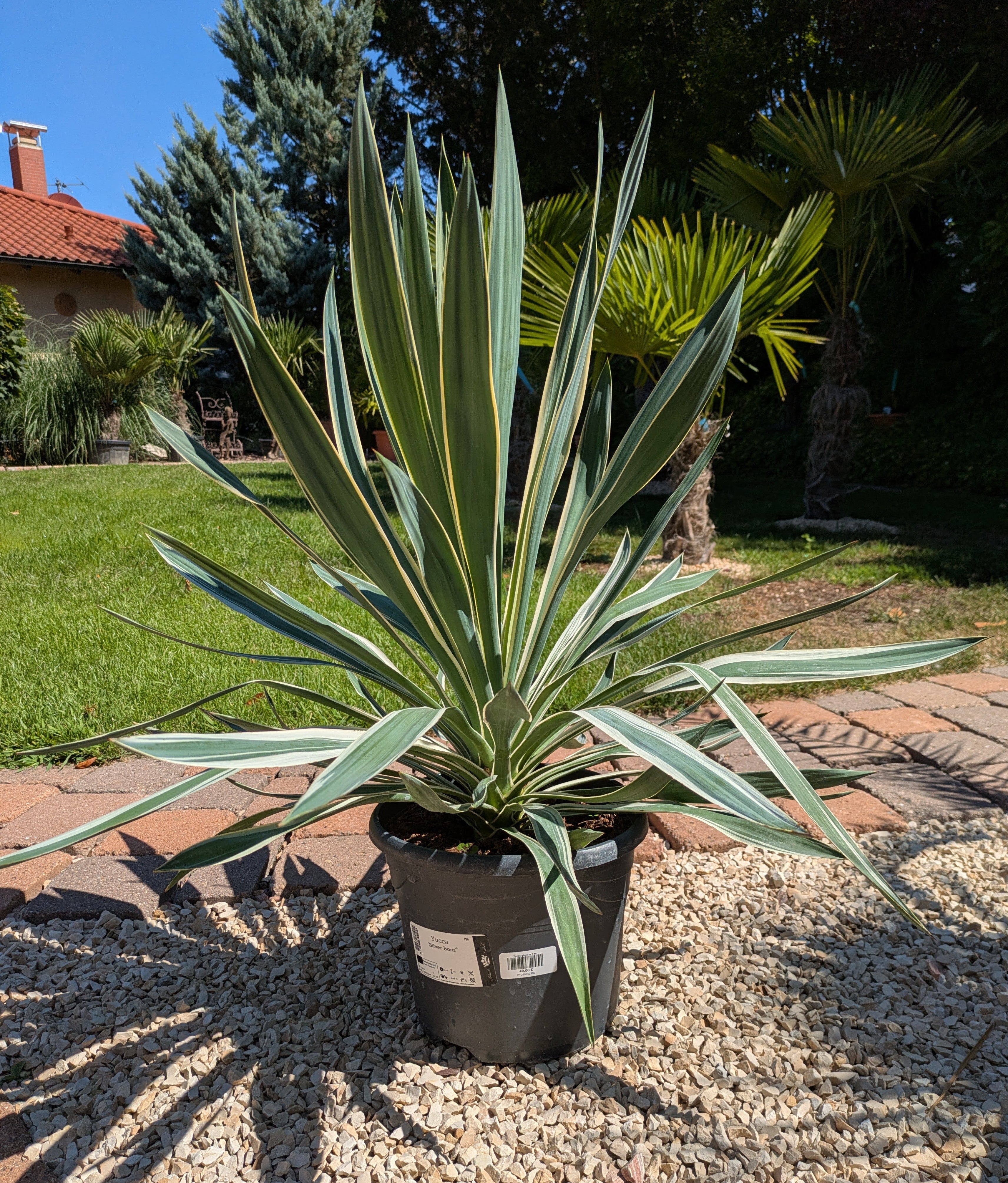 Yucca Silverbont im Toskanagarten Lingenfeld