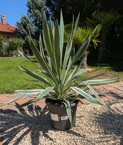 Yucca Silverbont im Toskanagarten Lingenfeld