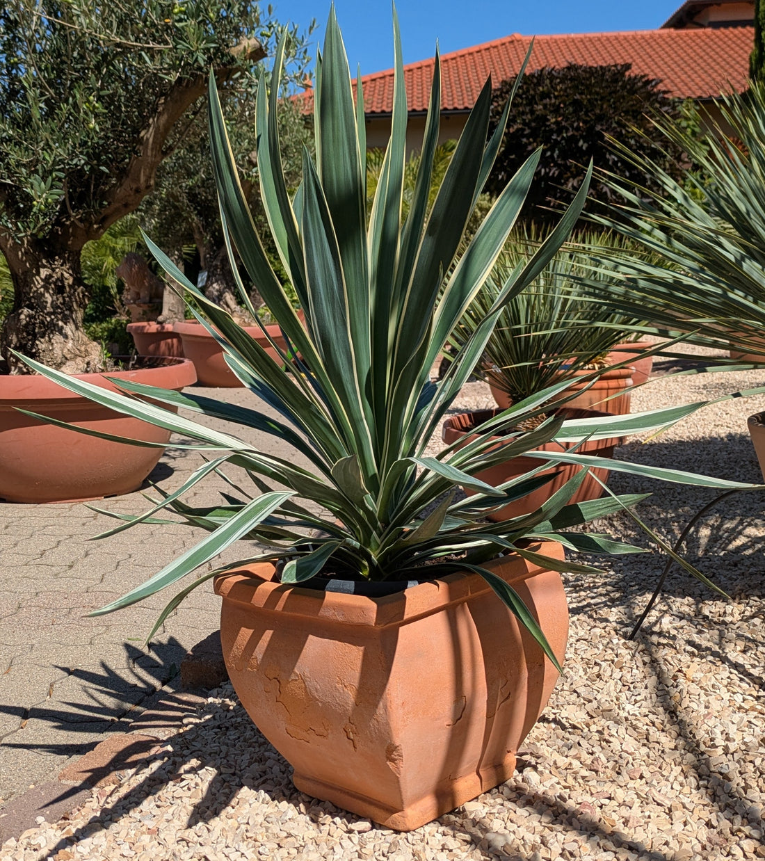 Yucca Silverbont