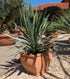 Yucca Silverbont