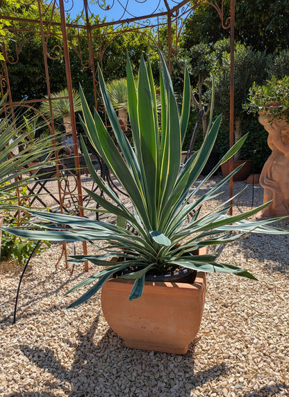 Yucca Silverbont im Schaugarten
