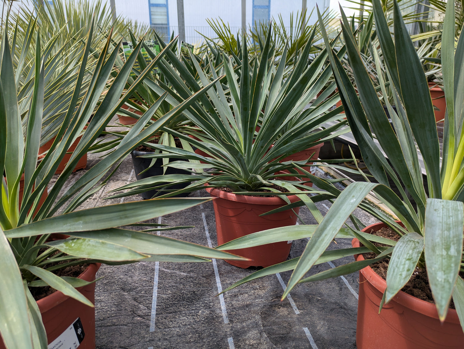 Yucca glorosa im Toskanagarten