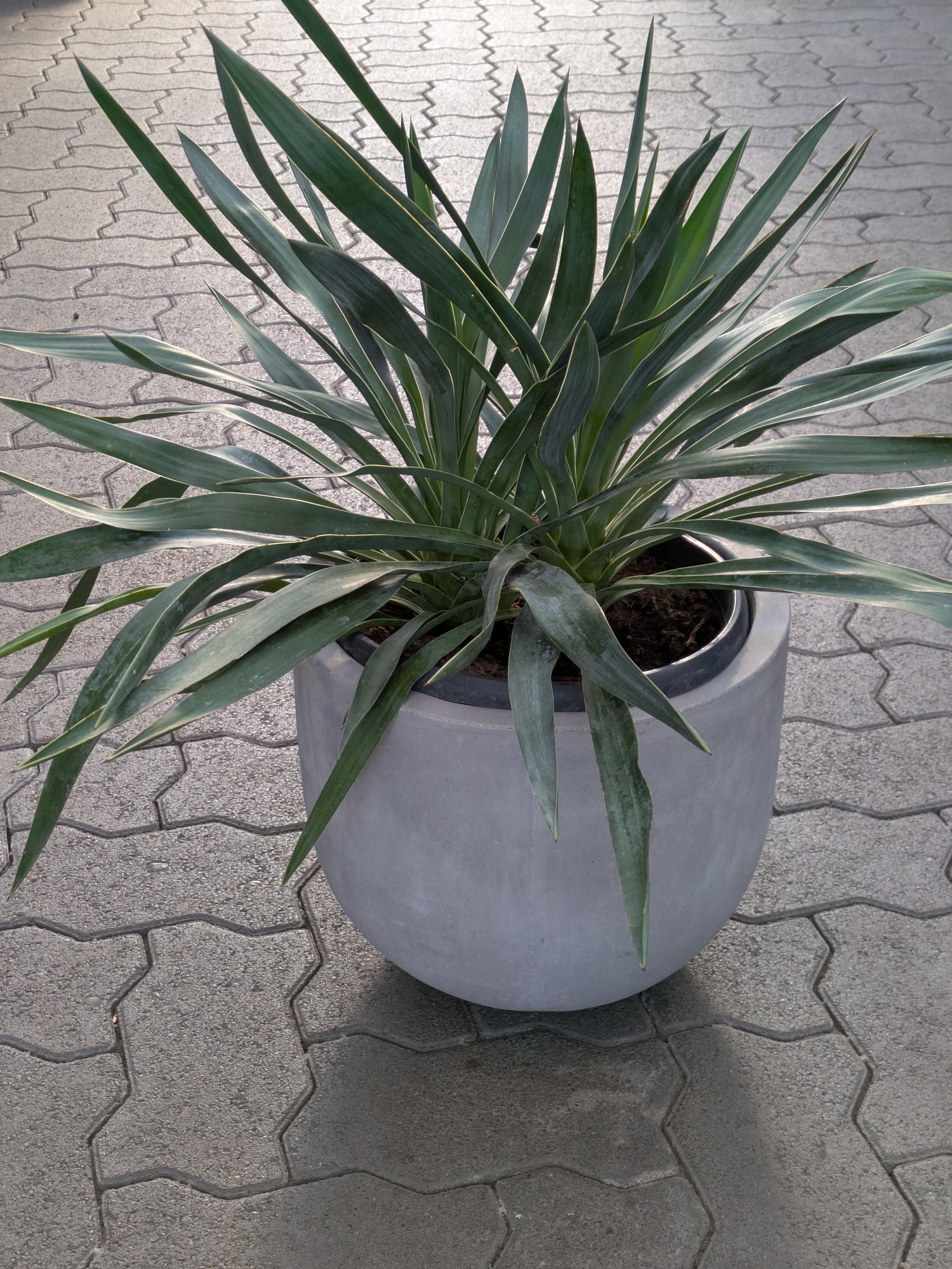 Yucca gloriosa Palmlilie vom Toskanagarten – toskanagartenshop