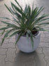 Yucca glorosa im Übertopf