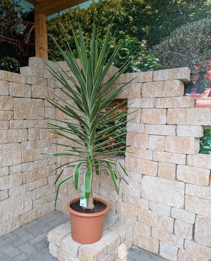 Jucca Jewel 180cm im Toskanagarten Lingenfeld