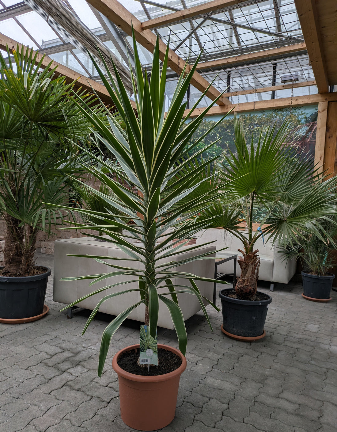 Ycca Jewel 180cm im Toskanagarten