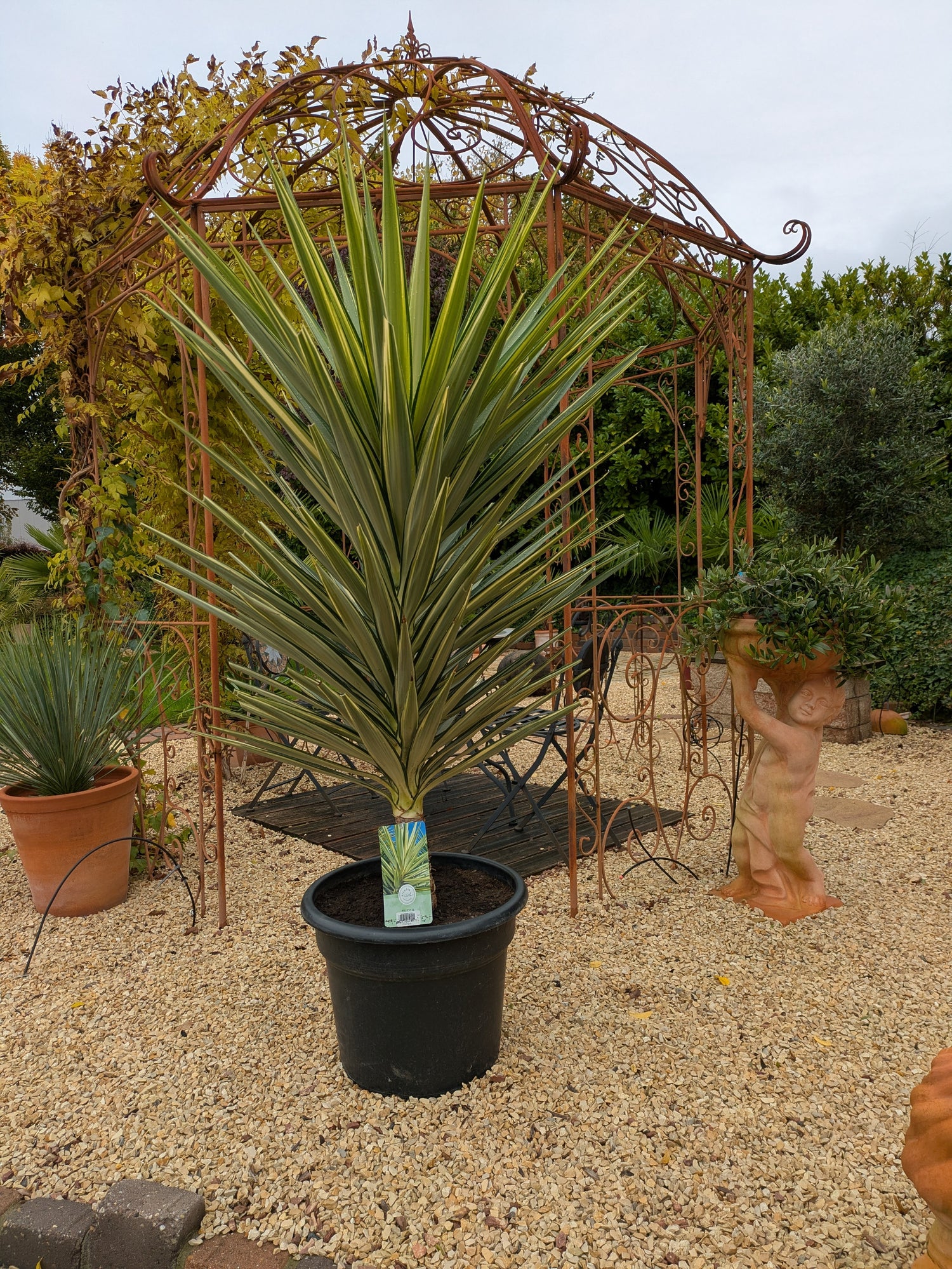 Jucca Jewel im Toskanagarten / Schaugarten am Pavillion