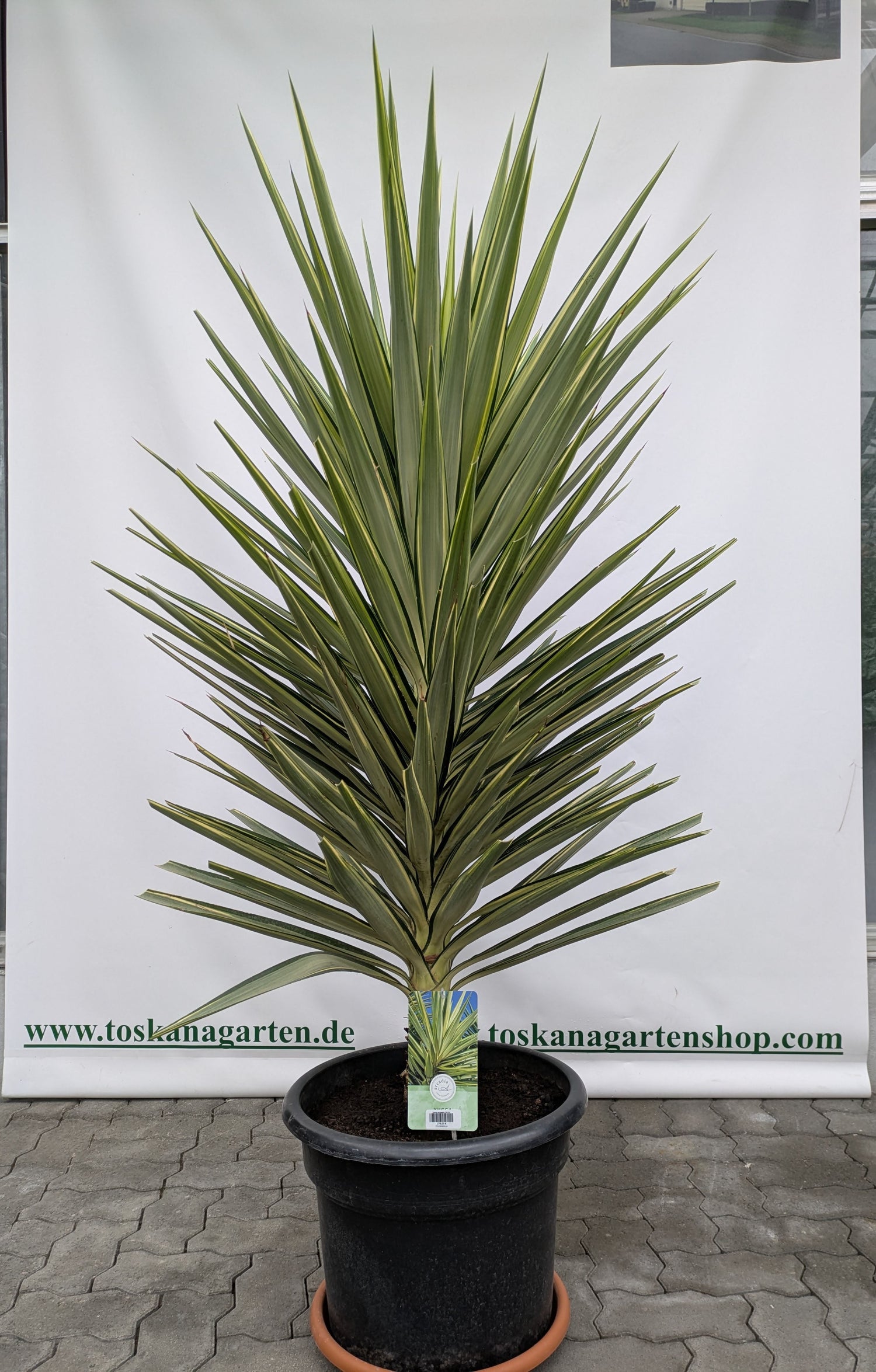 Jucca Jewel XL Pflanze aus dem Toskanagarten