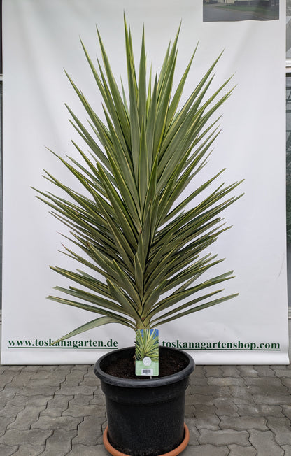 Jucca Jewel XL Pflanze aus dem Toskanagarten