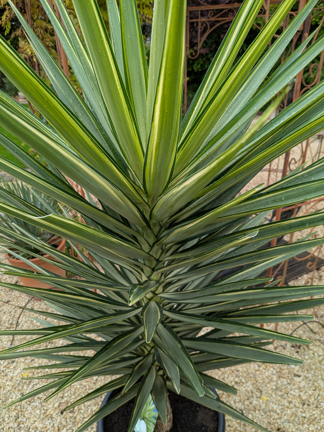 Jucca JewelStamm mit Blättern