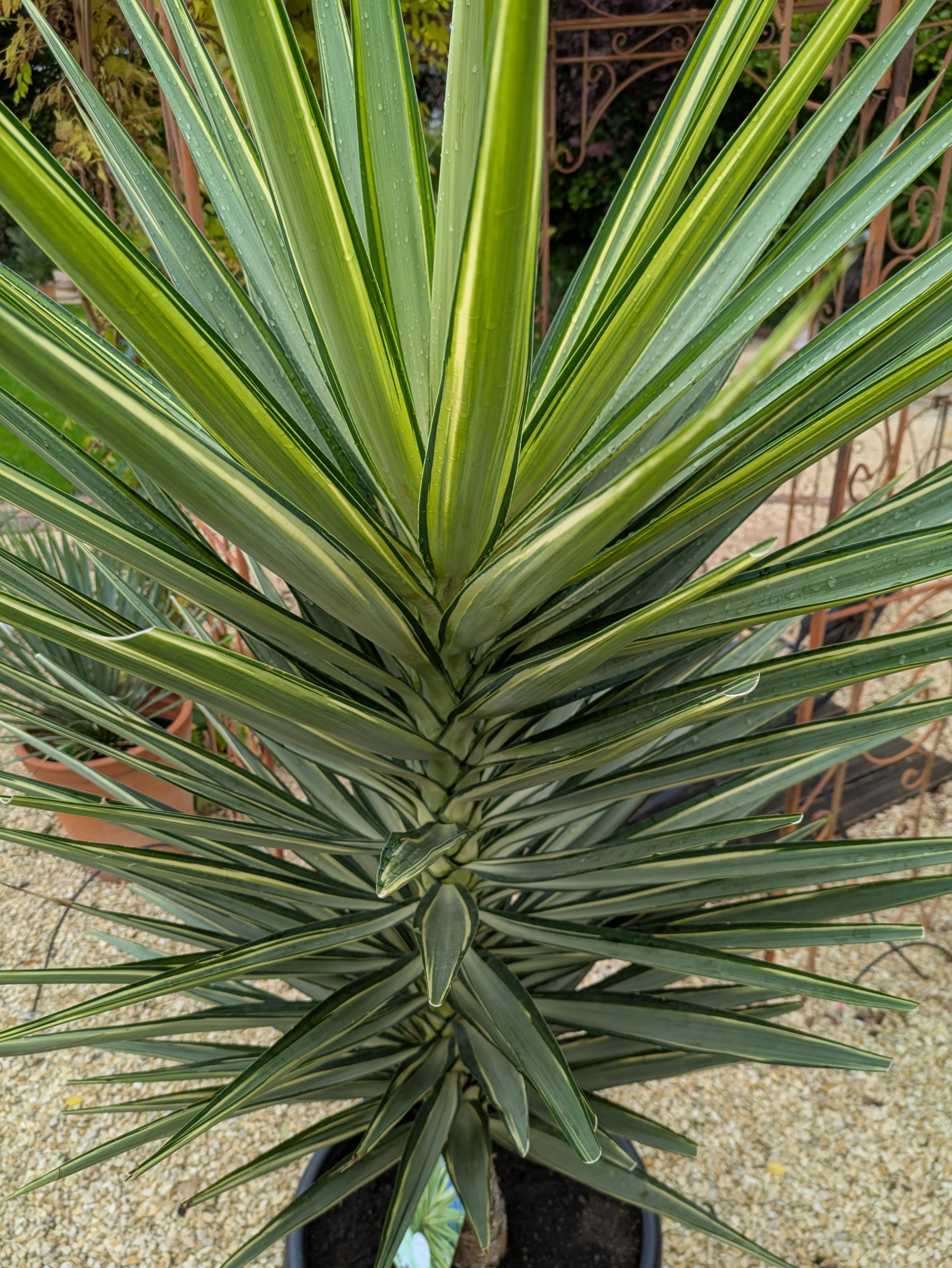 Jucca JewelStamm mit Blättern