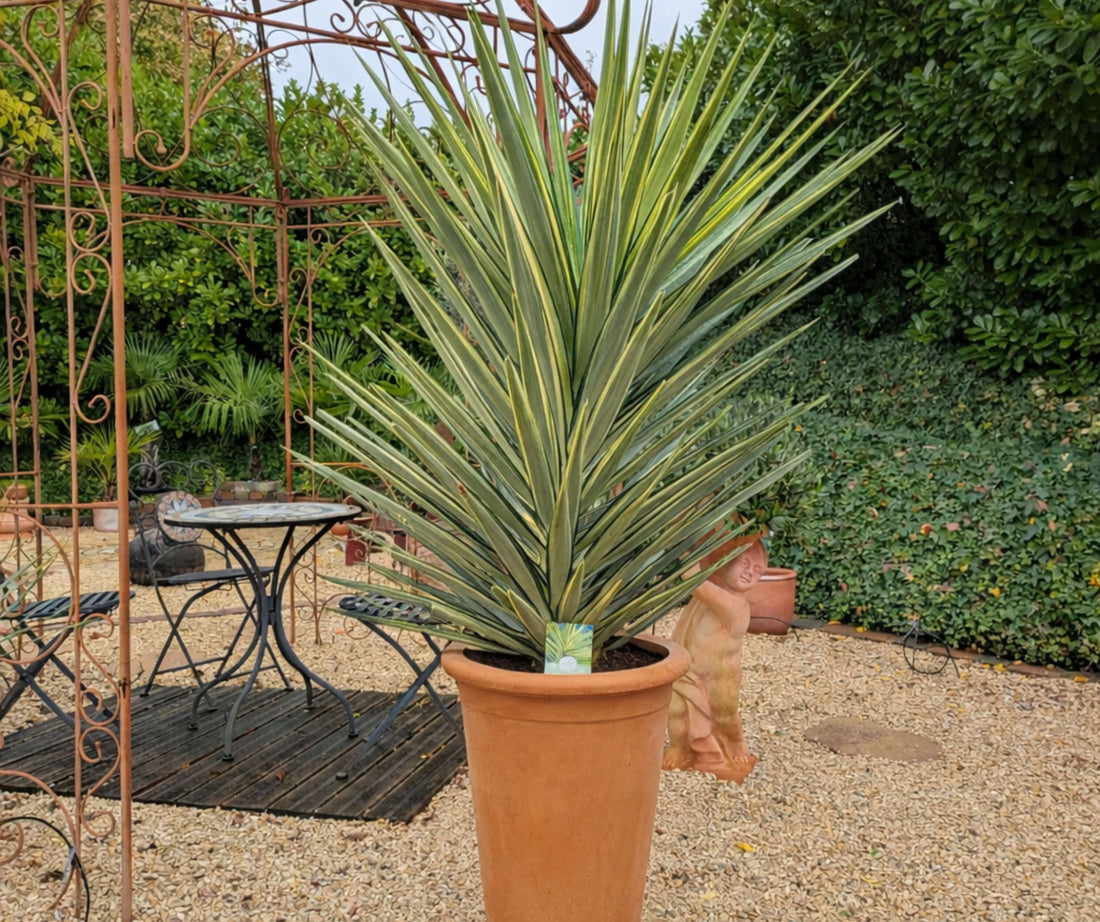 Yucca jewel im Hochtopf